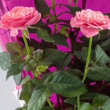 Rose Plant (Mini)
